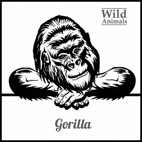 Peeking Gorilla - vector cover image.