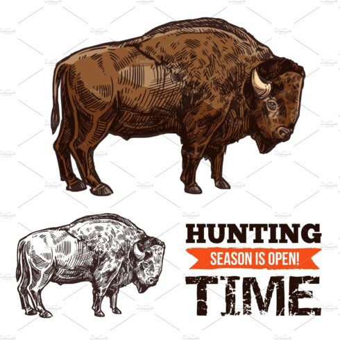 Bison or buffalo animal sketch cover image.