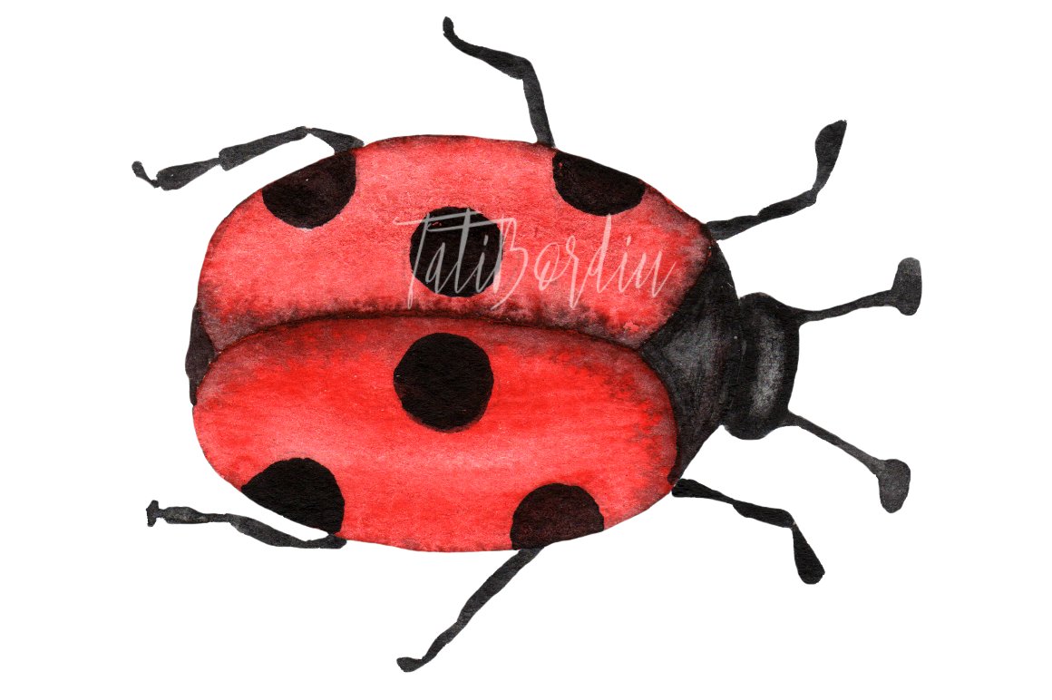ladybug c3 wm 183
