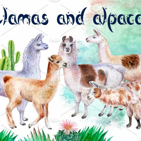 Llamas and alpacas. Watercolor. cover image.