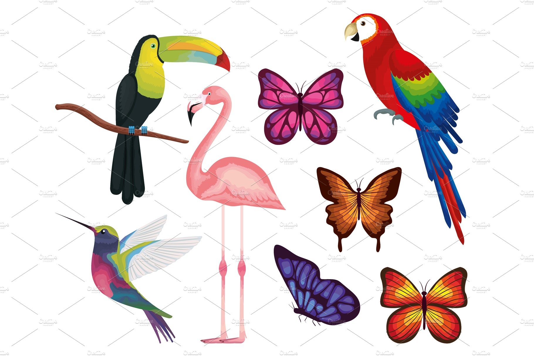 exotic and tropical birds and cover image.