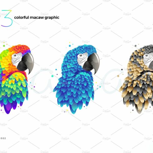 Macaw illustration set cover image.