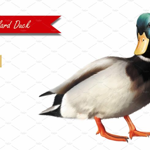 Male Mallard Duck. Vector cover image.