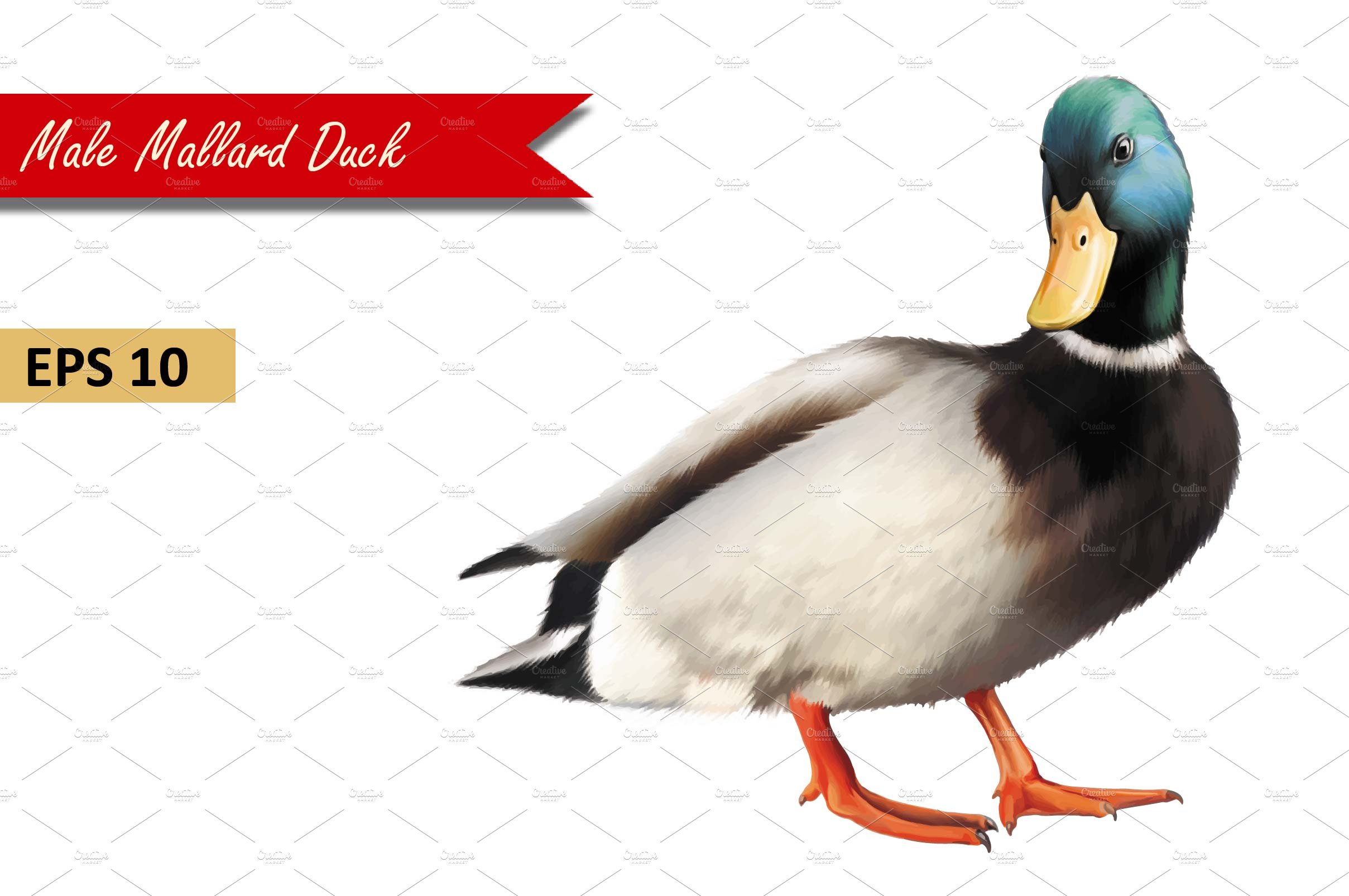 Male Mallard Duck. Vector cover image.