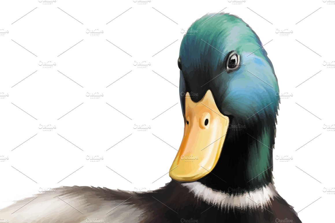 Male Mallard Duck. Vector preview image.
