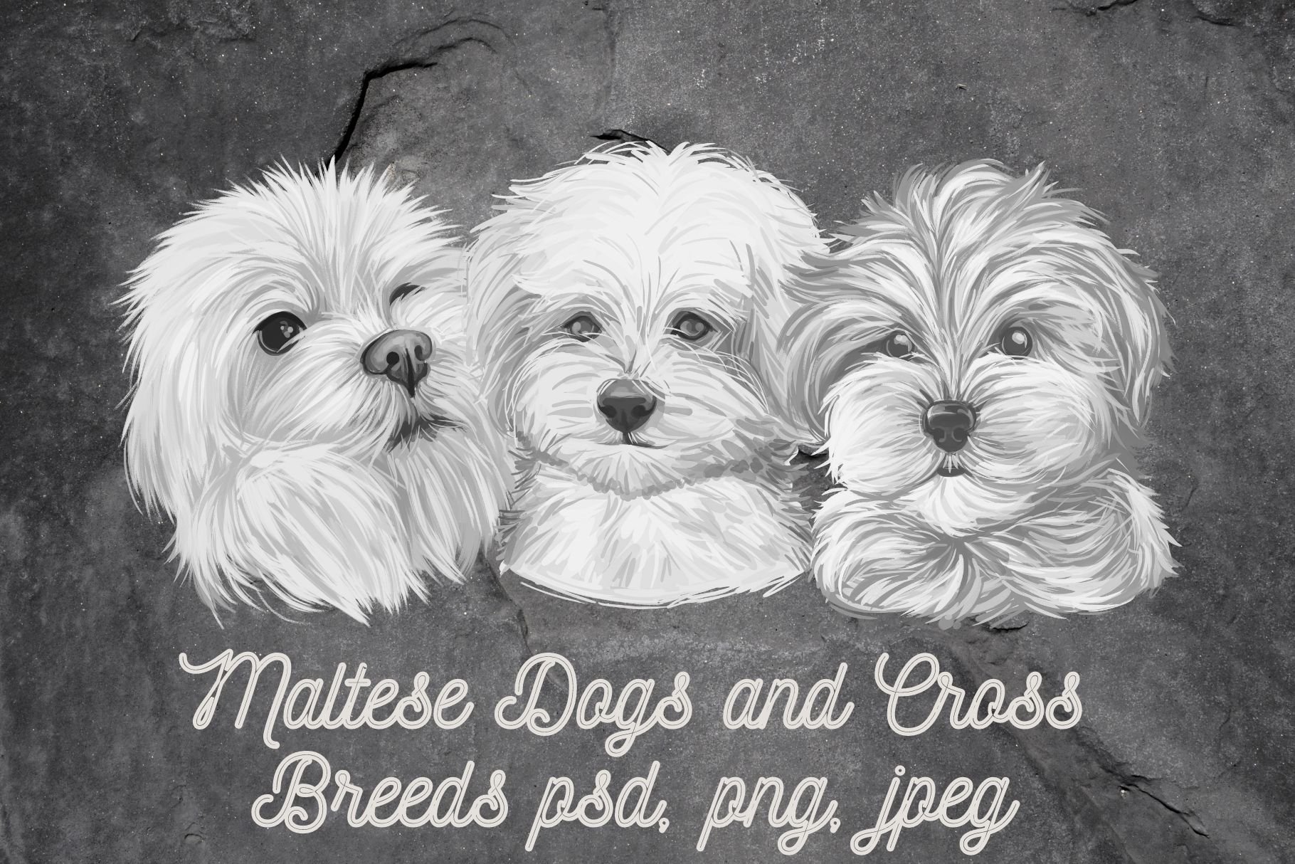 Maltese Dogs  Cross Breeds PSD, PNG cover image.