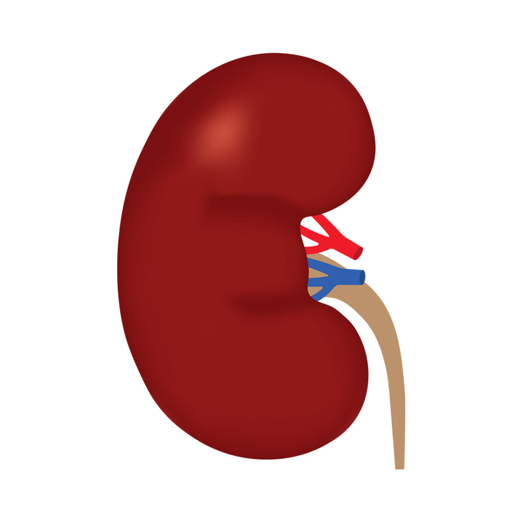 Kidney MasterBundles