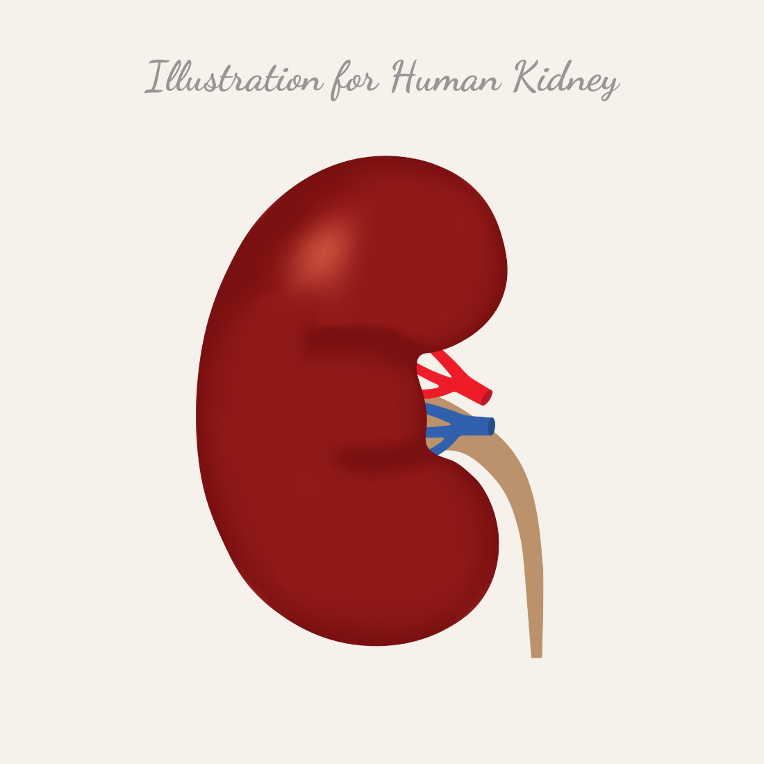 kidney clip art