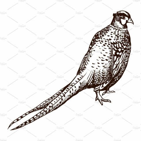 Antique engraving pheasant cover image.