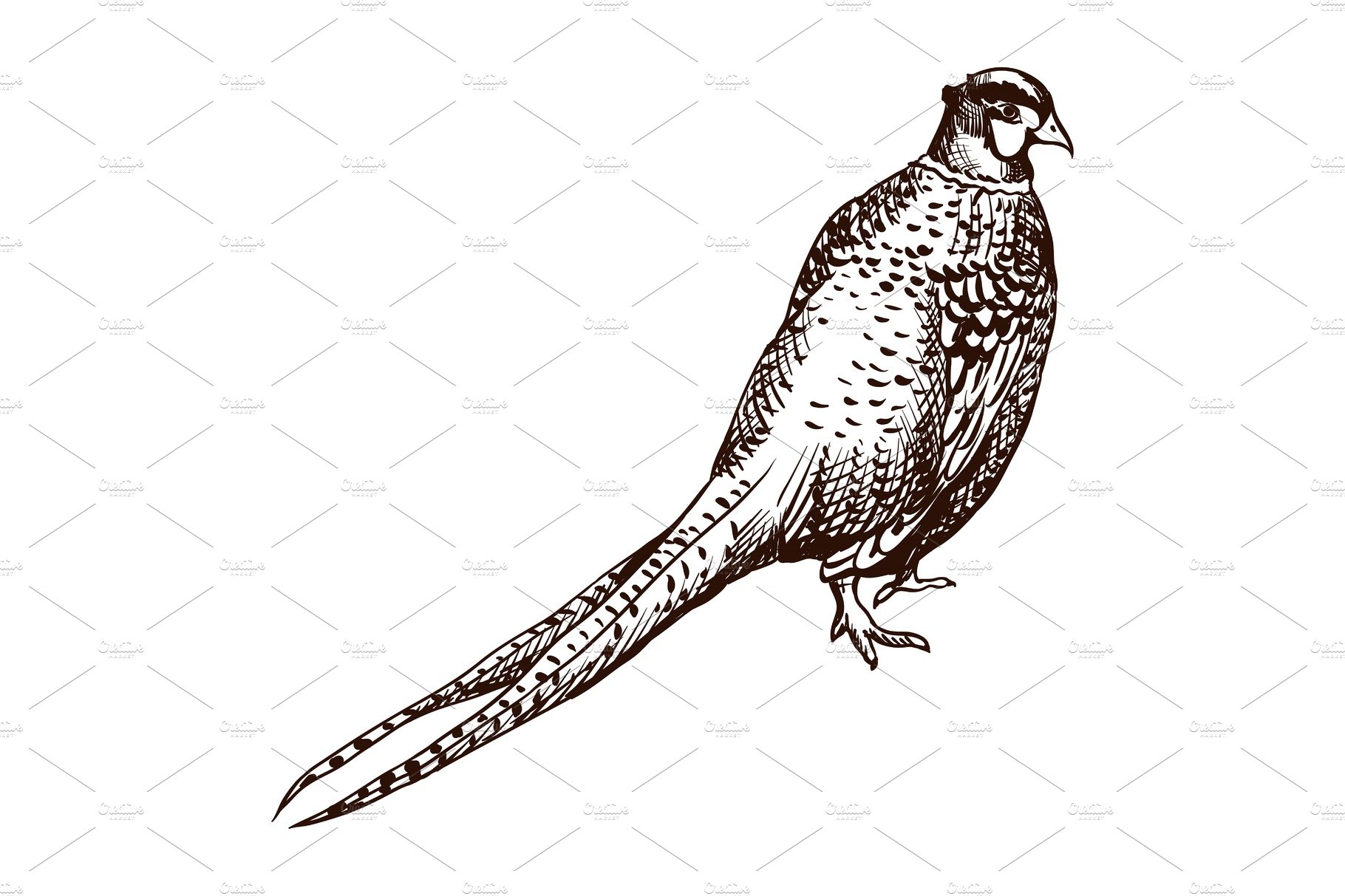 Antique engraving pheasant cover image.
