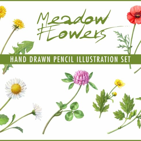 Meadow Flowers Illustration Set cover image.