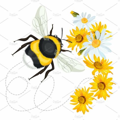 Bumblebee closeup head, trace swirled line on background arnica chamomile cover image.