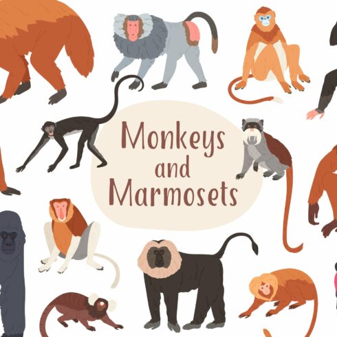 Monkey and marmoset collection cover image.