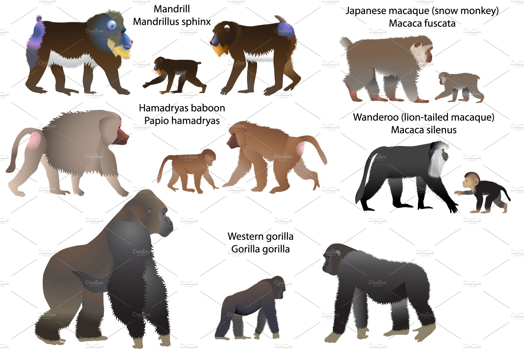 A Size Comparison of Various Primates