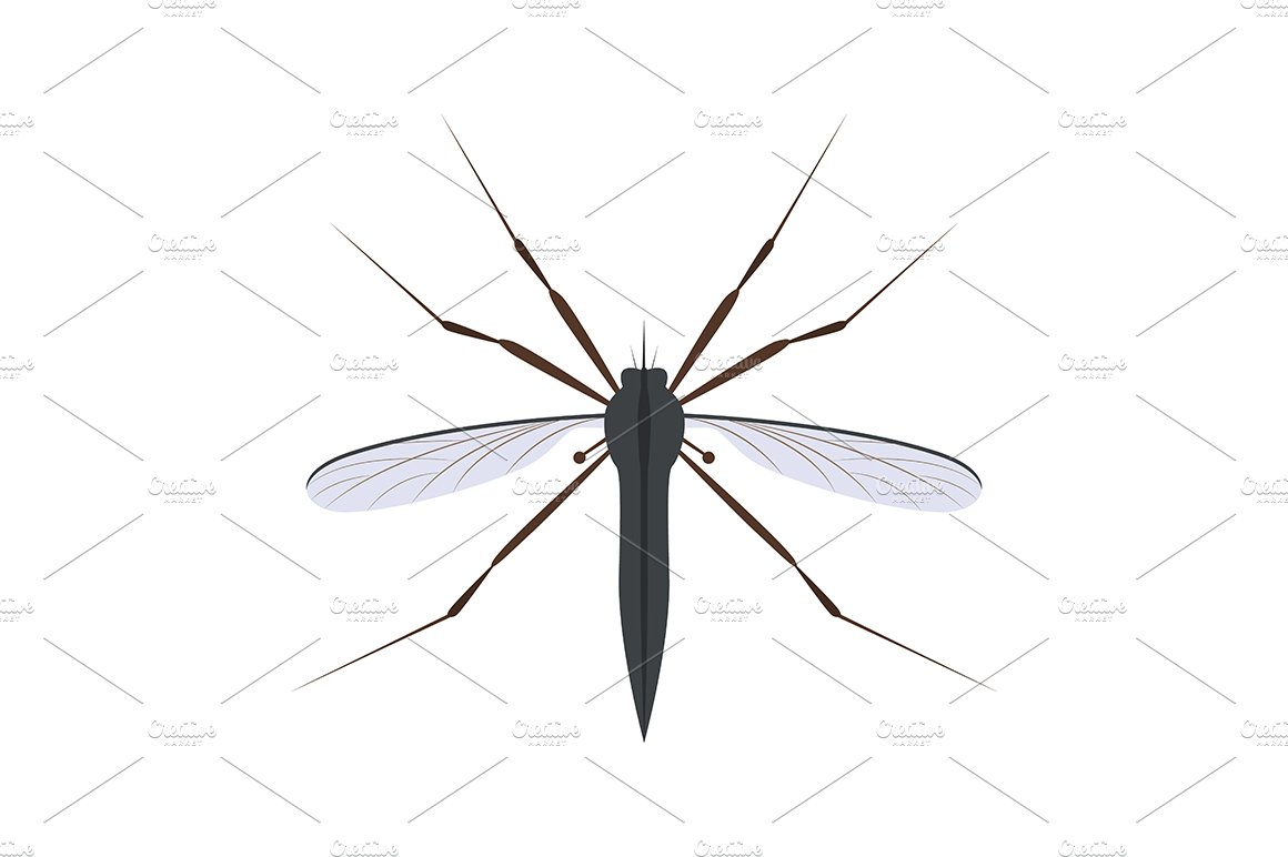 mosquito 03 similarcm 492