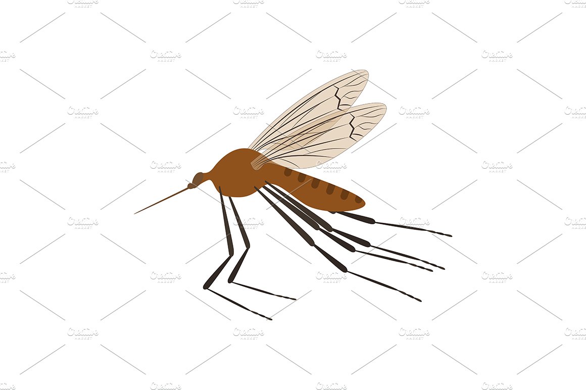 mosquito 05 similarcm 26