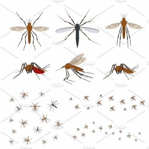 Cartoon Color Different Mosquito Set cover image.