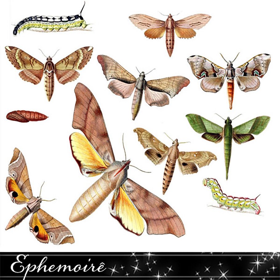 Vintage Moth & Caterpillar Images preview image.