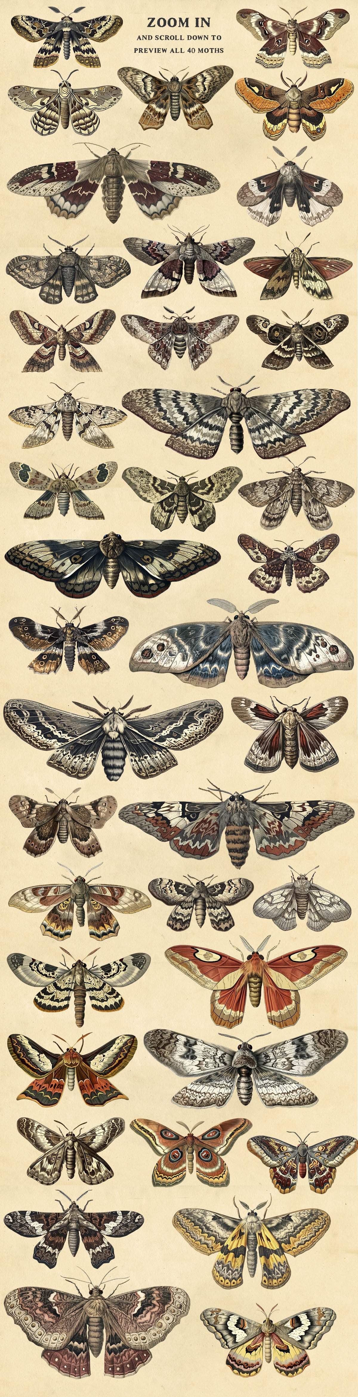 moths3 162