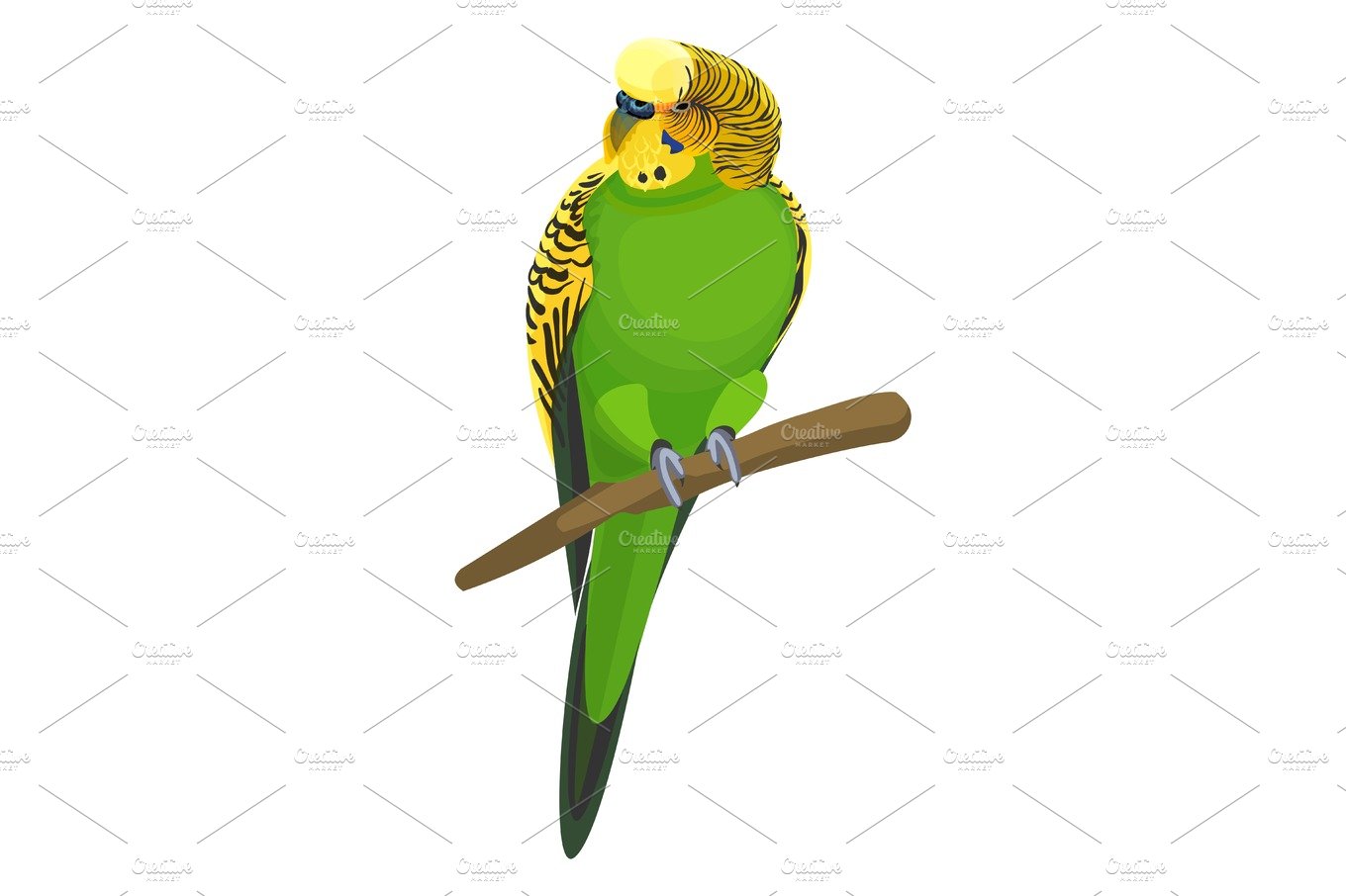 Budgerigar common or shell parakeet informally nicknamed budgie vector illu... cover image.