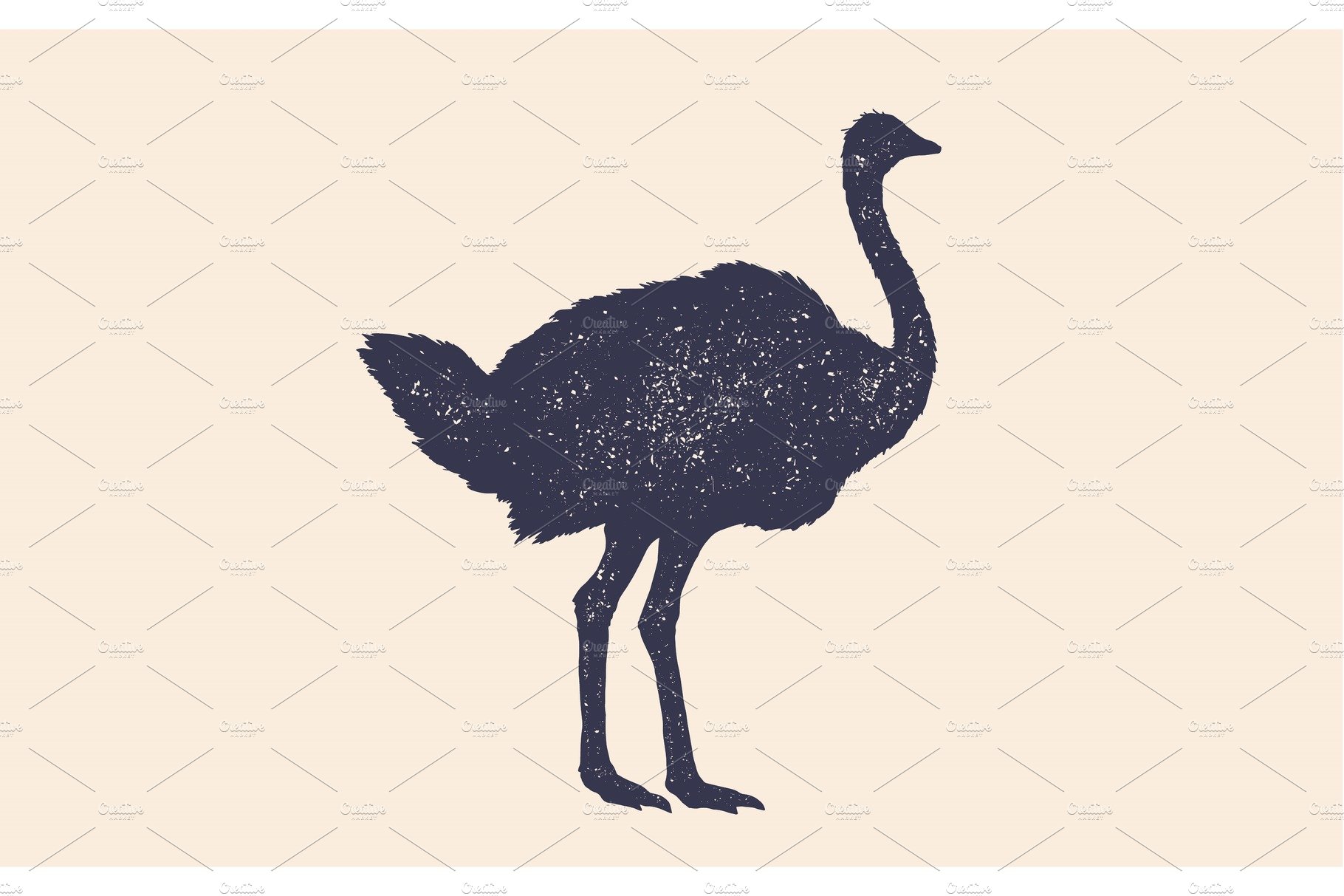 Ostrich. Vintage retro print cover image.