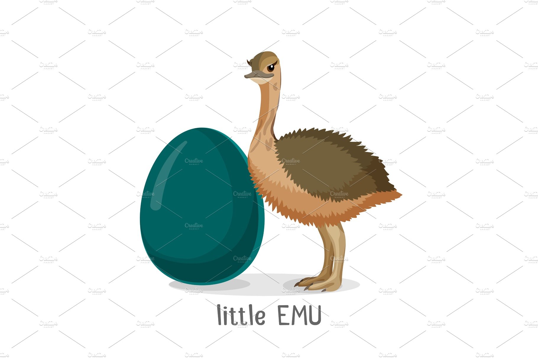 Little Emu bird isolated on white background, small chick cover image.