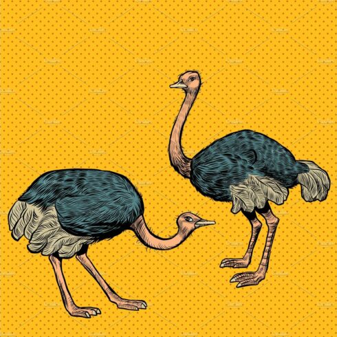 African ostriches, wild and farm cover image.