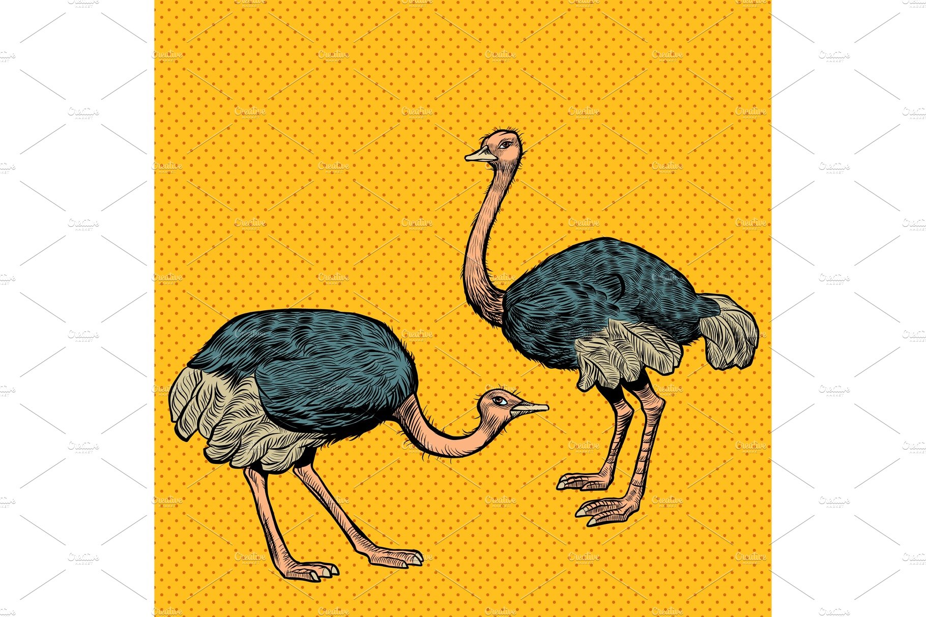 African ostriches, wild and farm cover image.