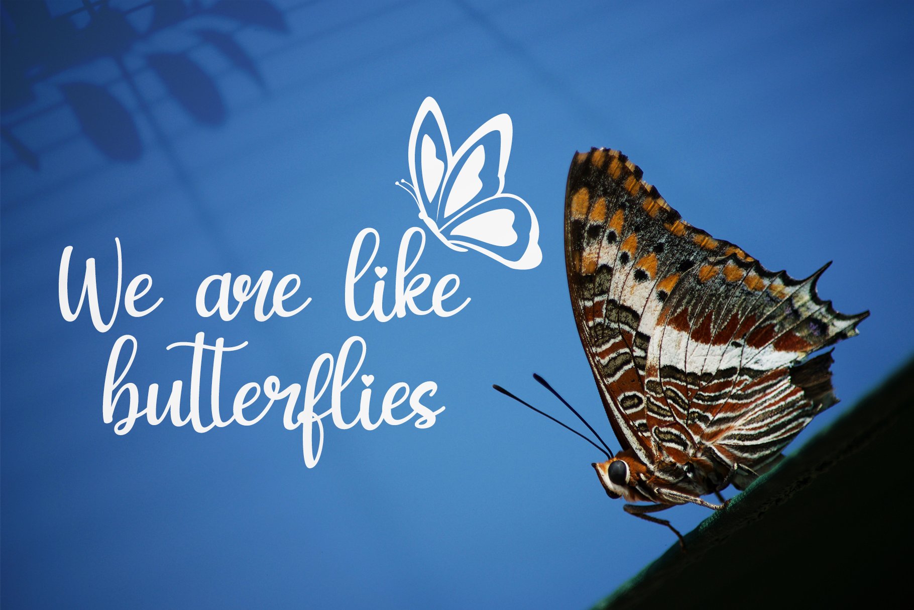 my butterfly 5 241