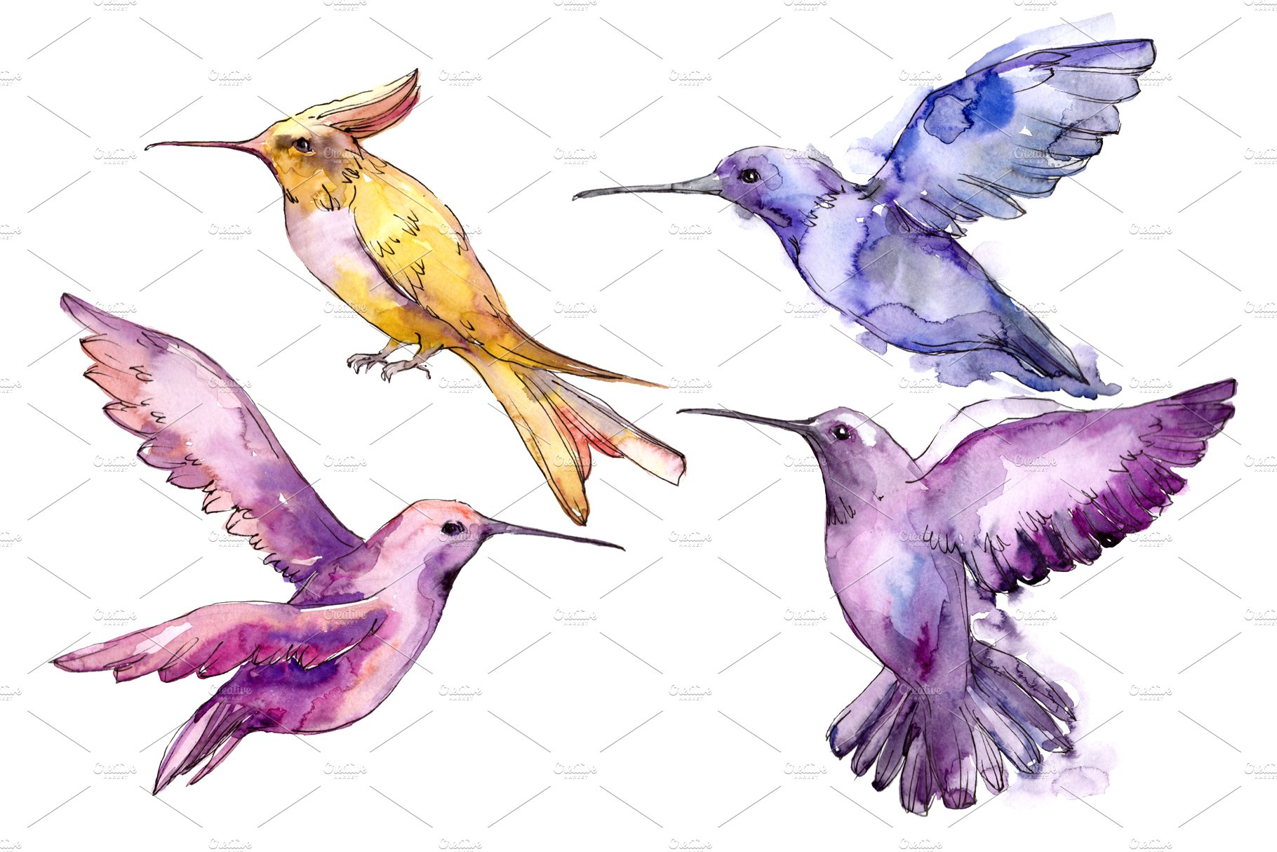 Tropical colibri birds PNG set cover image.