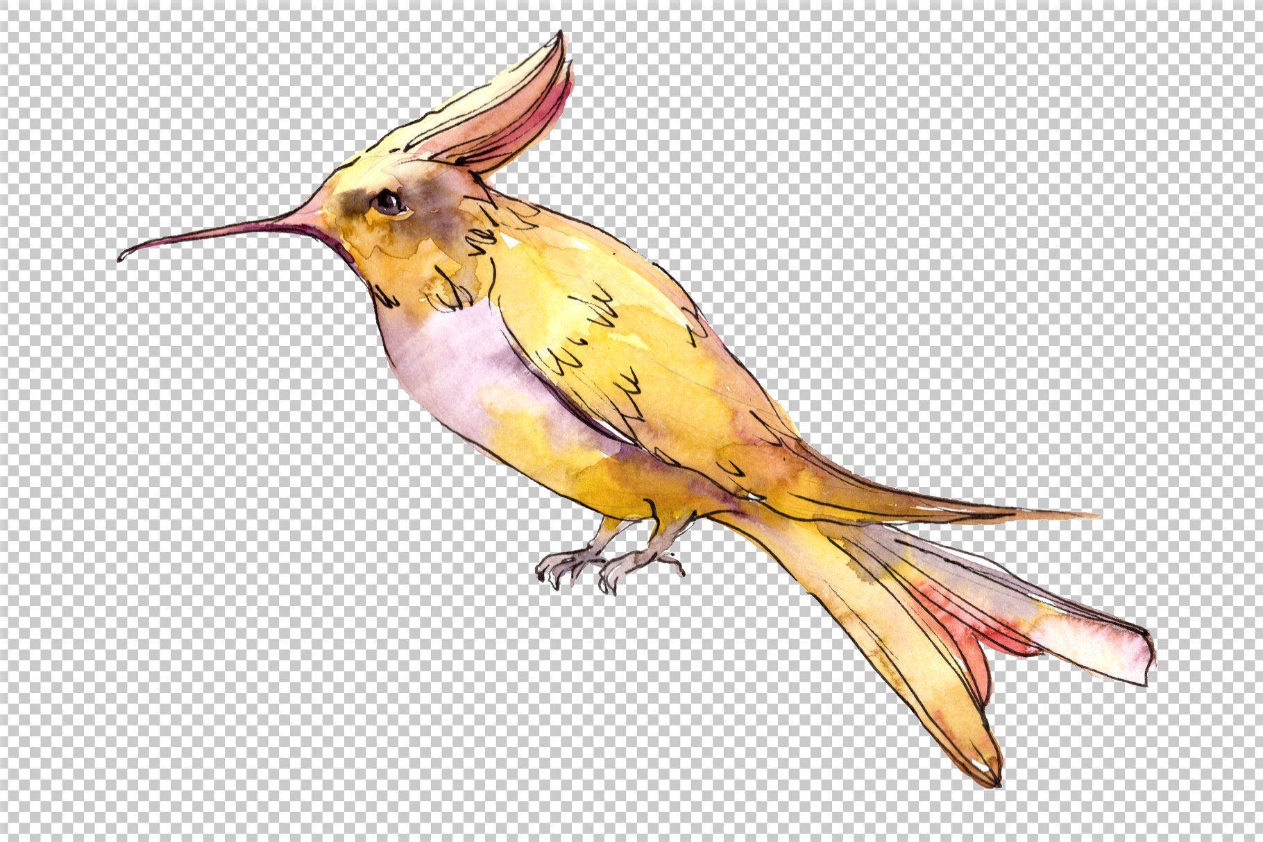 Tropical colibri birds PNG set preview image.