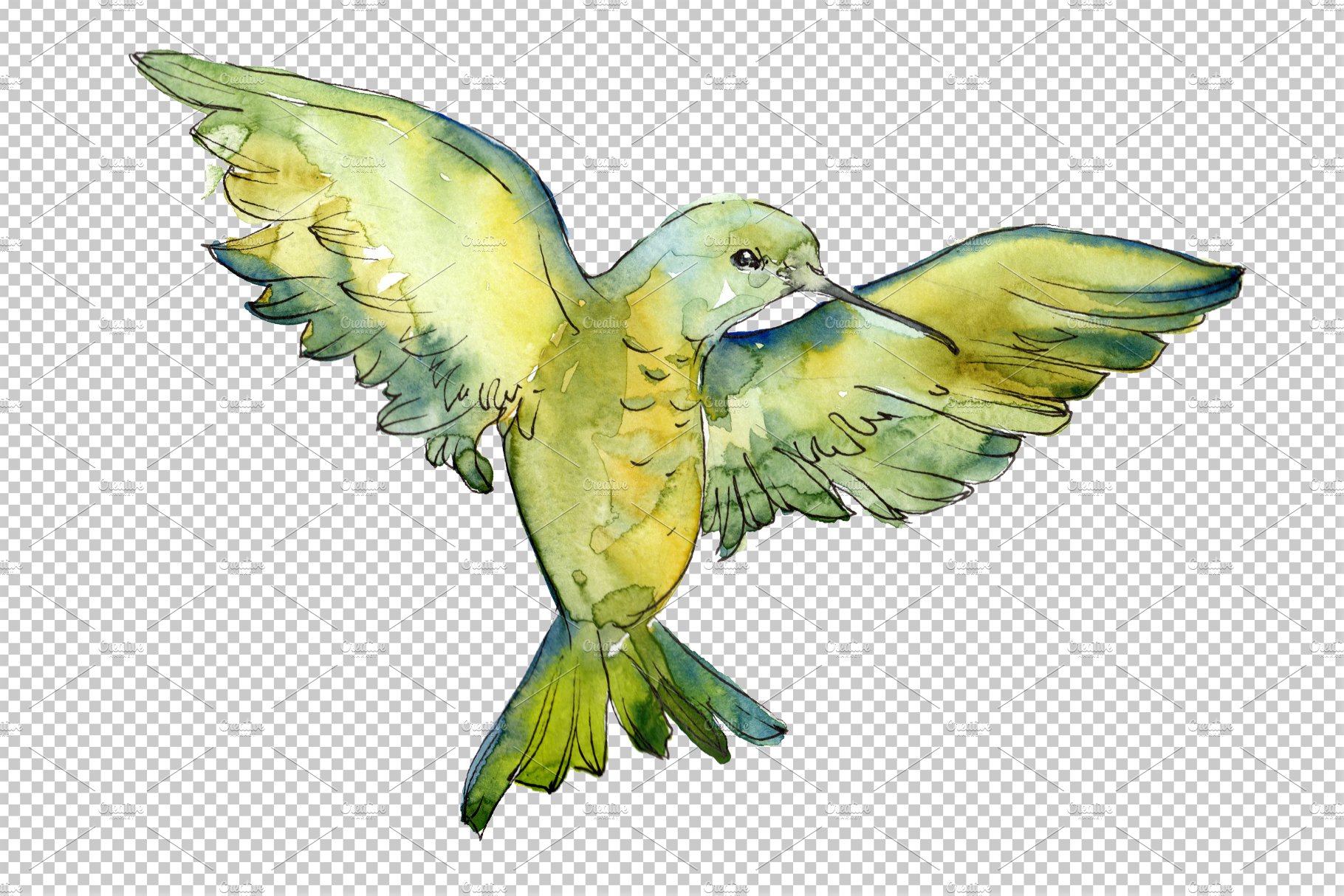 Colibri Small bird Watercolor png preview image.
