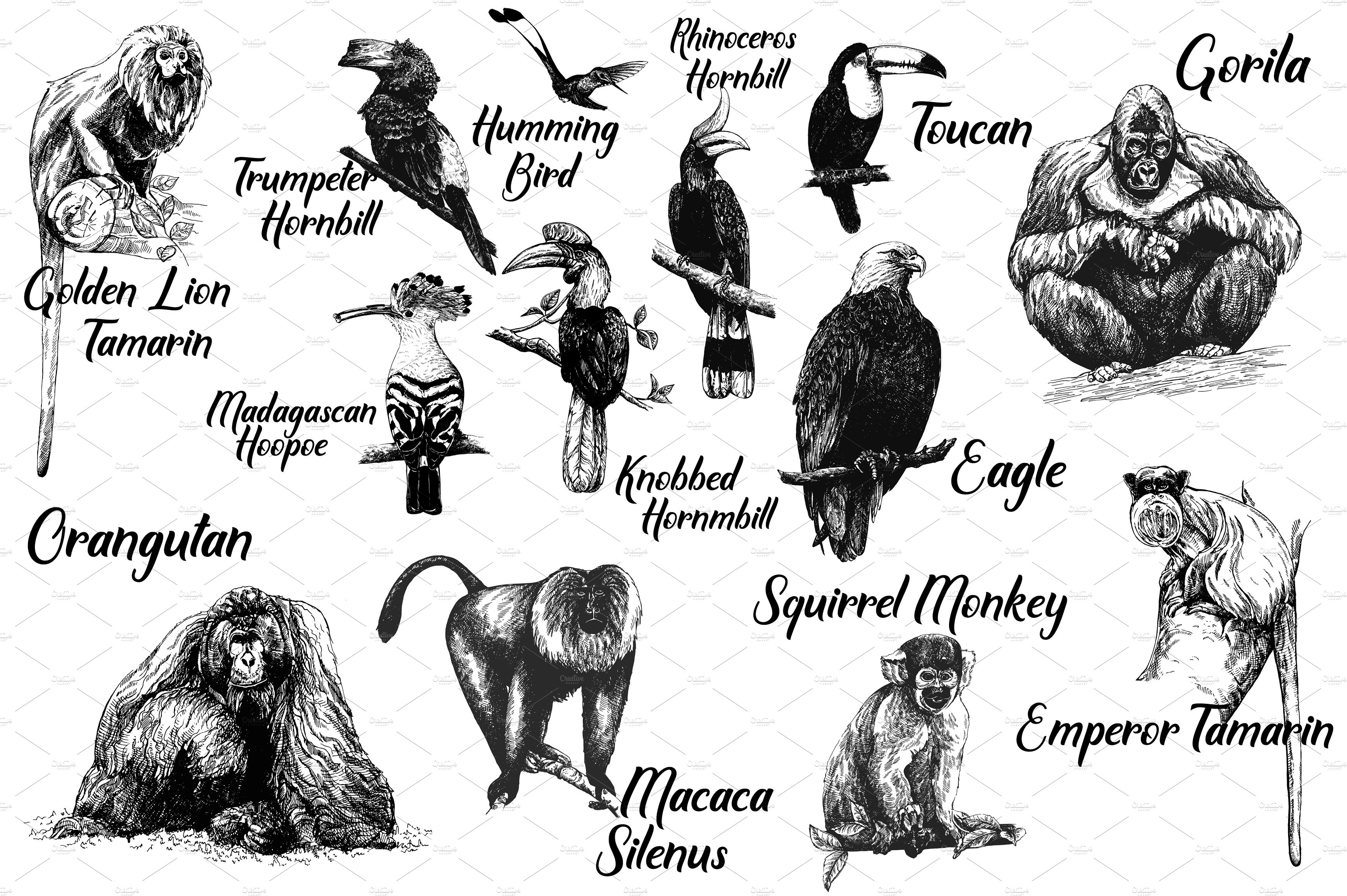 Birds & Primates cover image.