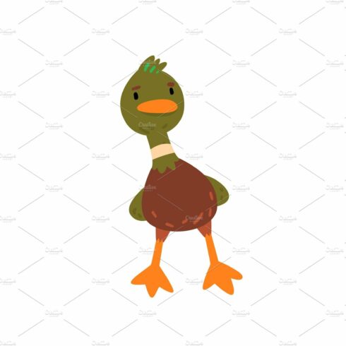 Male Mallard Duck, Cute Funny cover image.