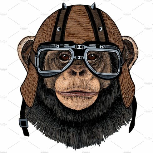 Chimpanzee, chimp portrait. Monkey cover image.