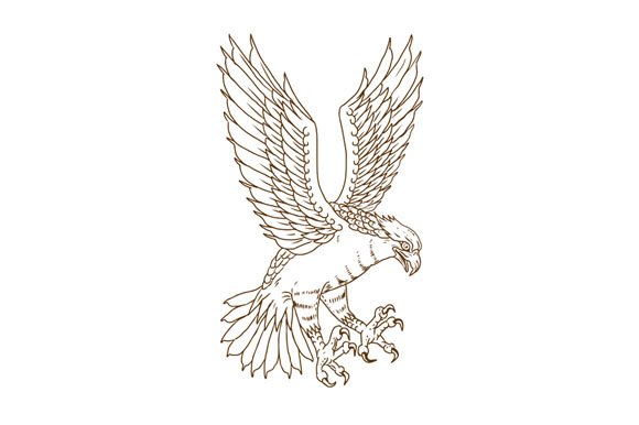 Osprey Swooping Drawing cover image.