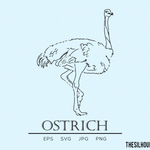 Ostrich Sketch cover image.