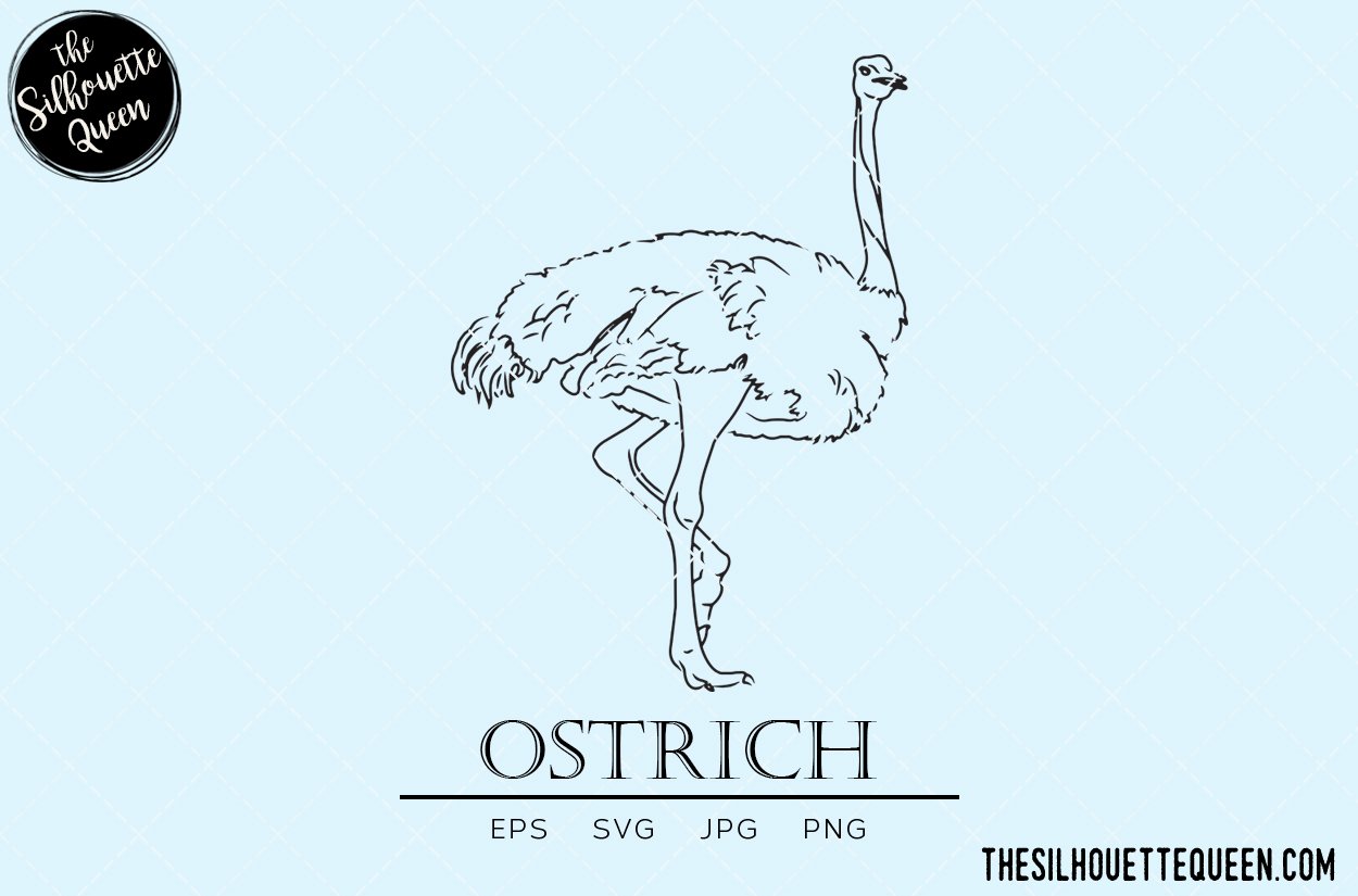 Ostrich Sketch cover image.