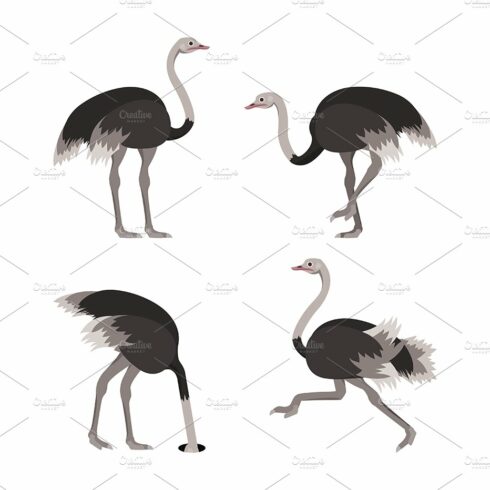 Cartoon Ostrich Bird Set. Vector cover image.