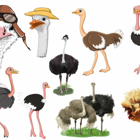 Watercolor Ostrich clipart vector cover image.