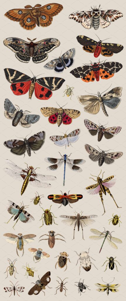 77 Bugs 'n' Beasts - Animal Clipart – MasterBundles