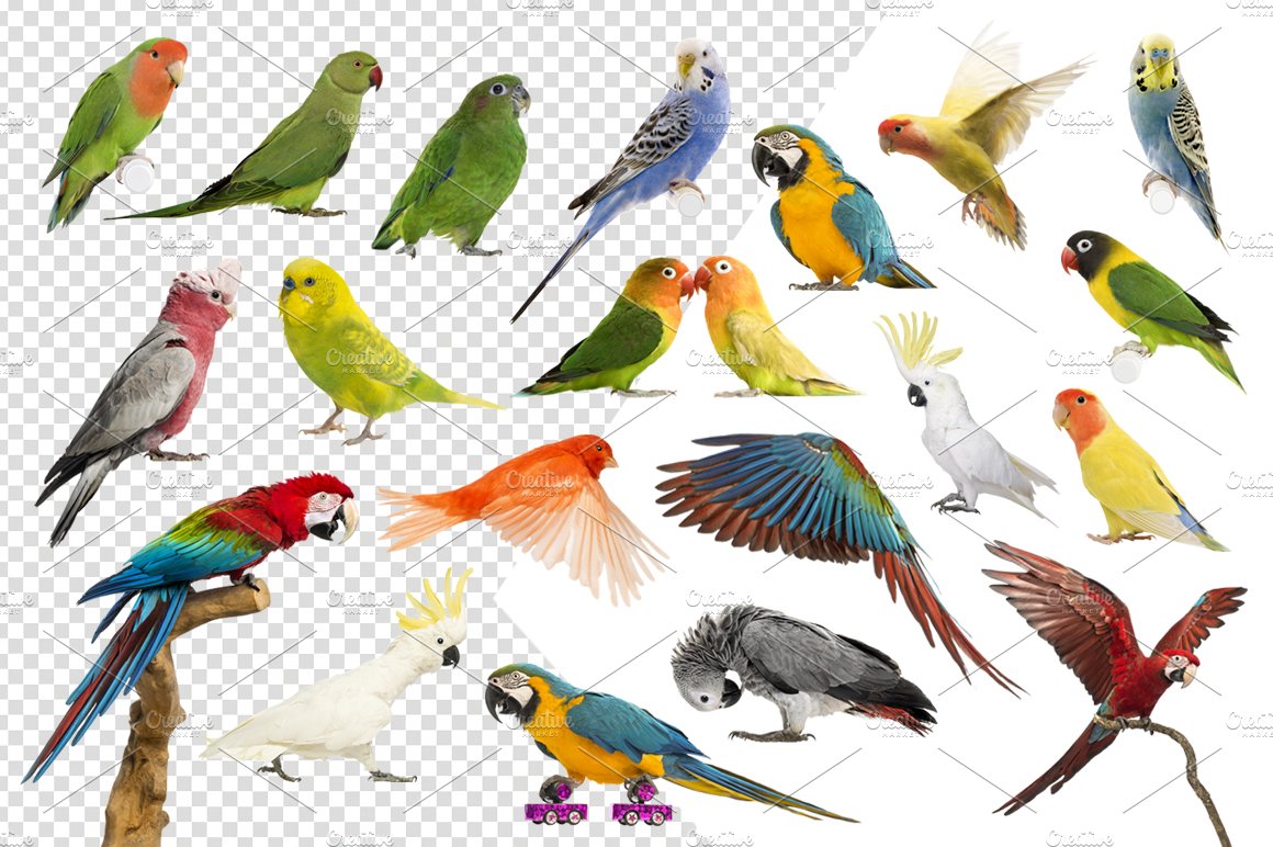 20 Birds - Cut-out High Res Pictures preview image.