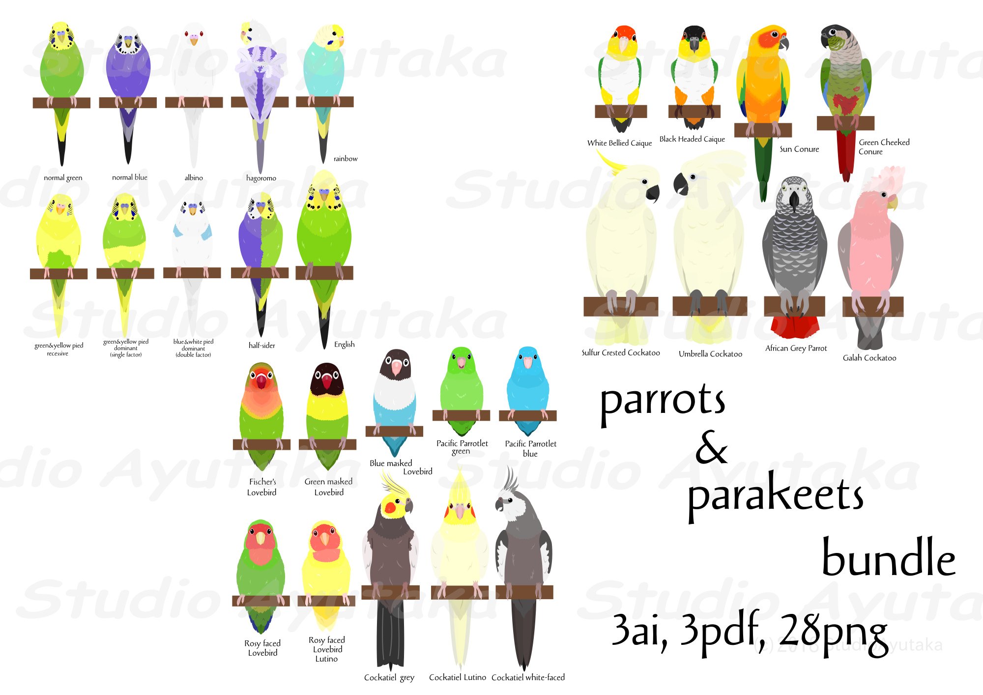 Parrotd and Parakeets bundle cover image.