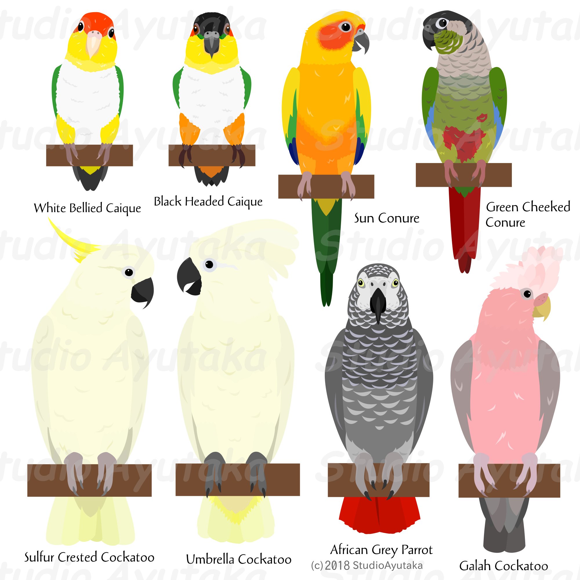 Parrotd and Parakeets bundle preview image.