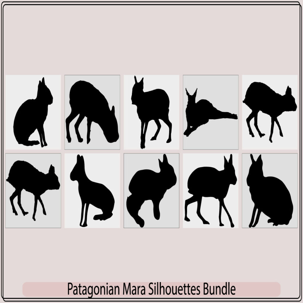 Patagonian mara rabbit,Patagonian mara rabbit,Patagonian mara vector ...