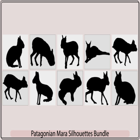 Patagonian mara rabbit,Patagonian mara rabbit,Patagonian mara vector, cover image.