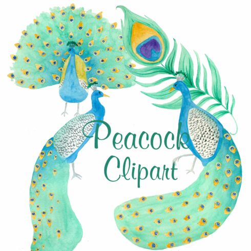 Peacock clipart and patterns cover image.