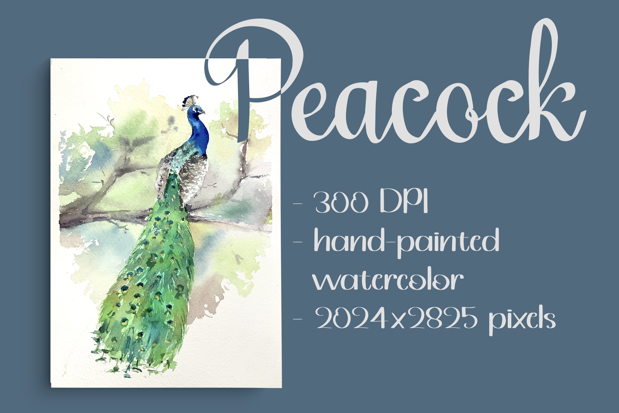 Watercolor Peacock Print & Clipart cover image.