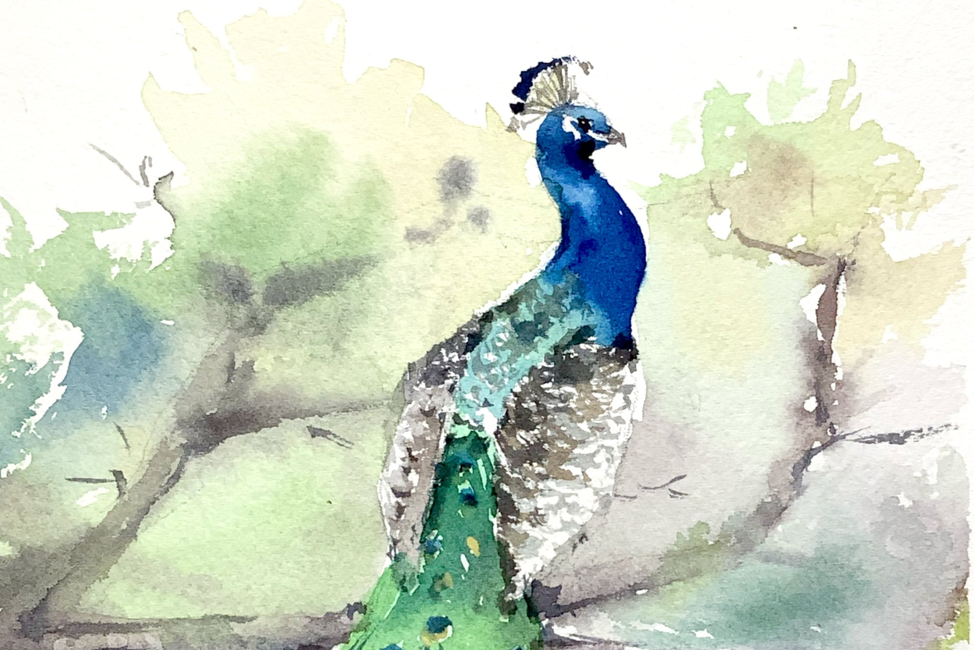 peacock c3 937