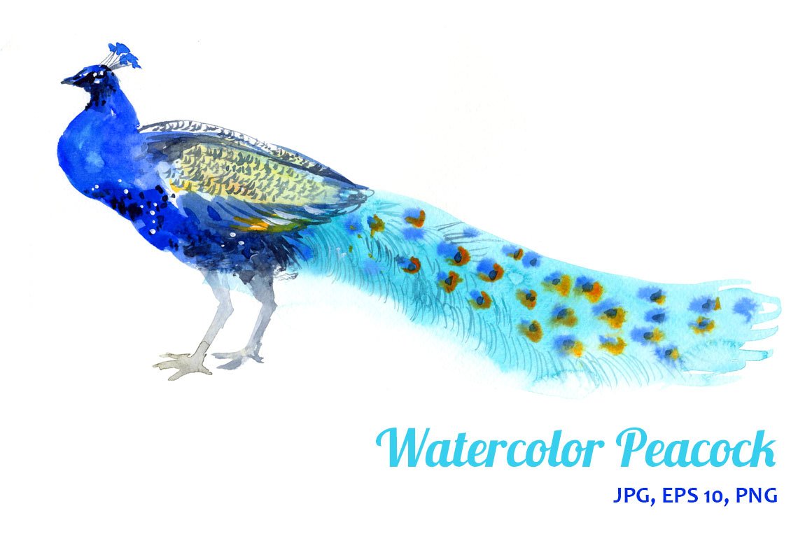 Watercolor Peacock cover image.